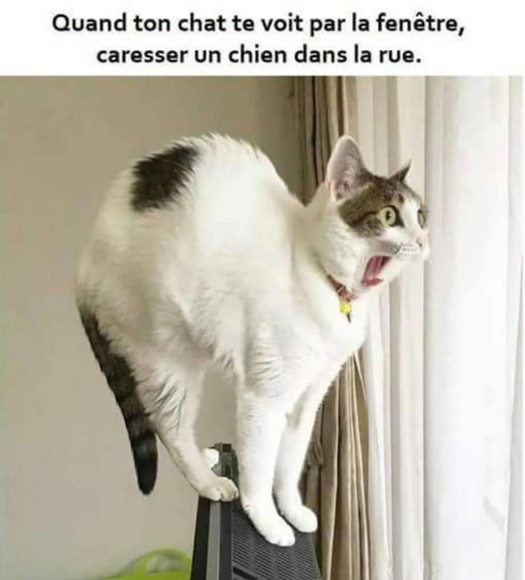 Ton chat qui te grille caresser un chien dehors, trahison - meme