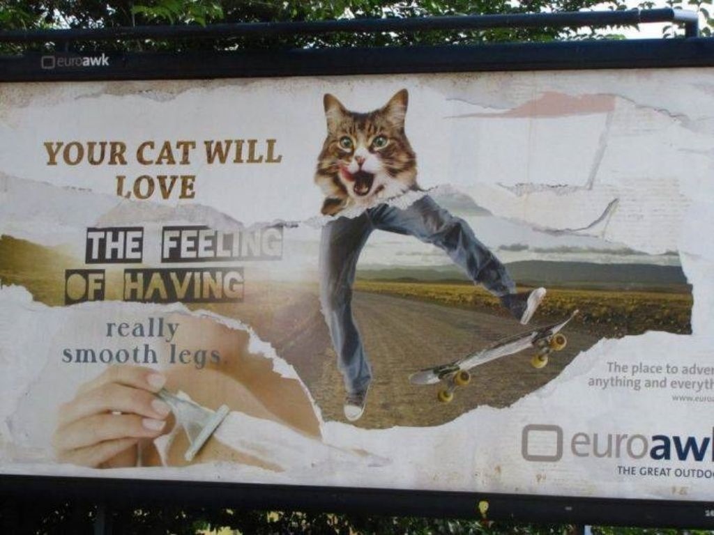 You cat will love ... - meme