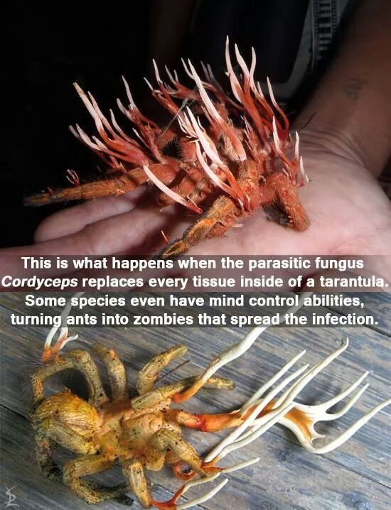 I believe it's called NOPElycus infecting a Tarantula - meme