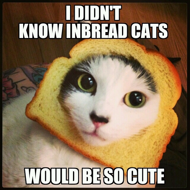 Inbread cats - meme