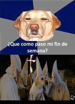O Cachorro Do 4° Hokage kkk #cachorro #comedia #risadas #memes #humort