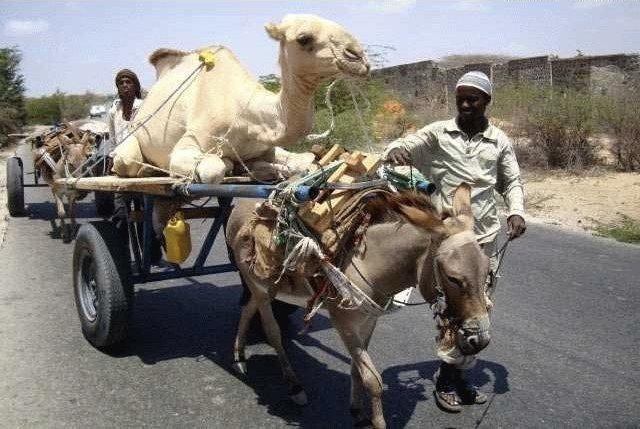 transport de chameau à dos d'ânes - meme