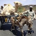 transport de chameau à dos d'ânes