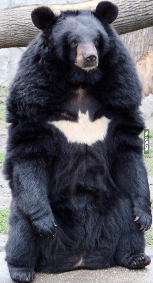Batman's pet bear - meme