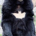 Batman's pet bear