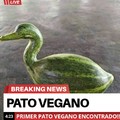Pato vegano