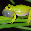 August 1st so I'm posting pics of frogs