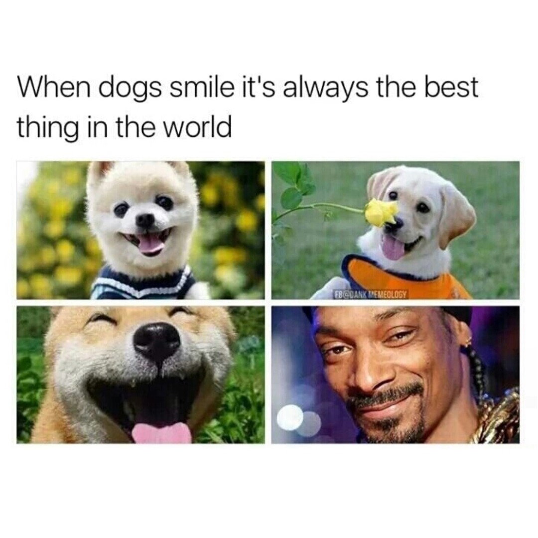 Dog's smiles are the best - meme
