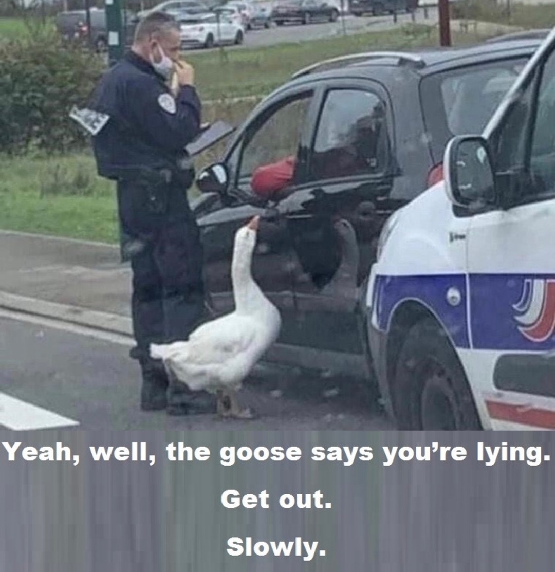 GTFO out now sir or I sick the goose on you k? - meme
