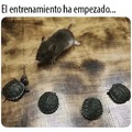 Nuevo live action de las tortugas ninja