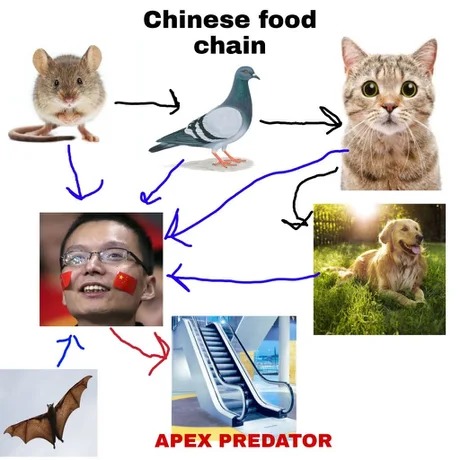 Chinese food chain - meme
