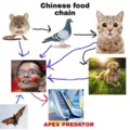 Chinese food chain