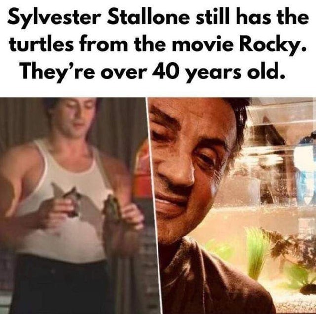 Sylvester Stallone still has the turtles from the movie Rocky - meme