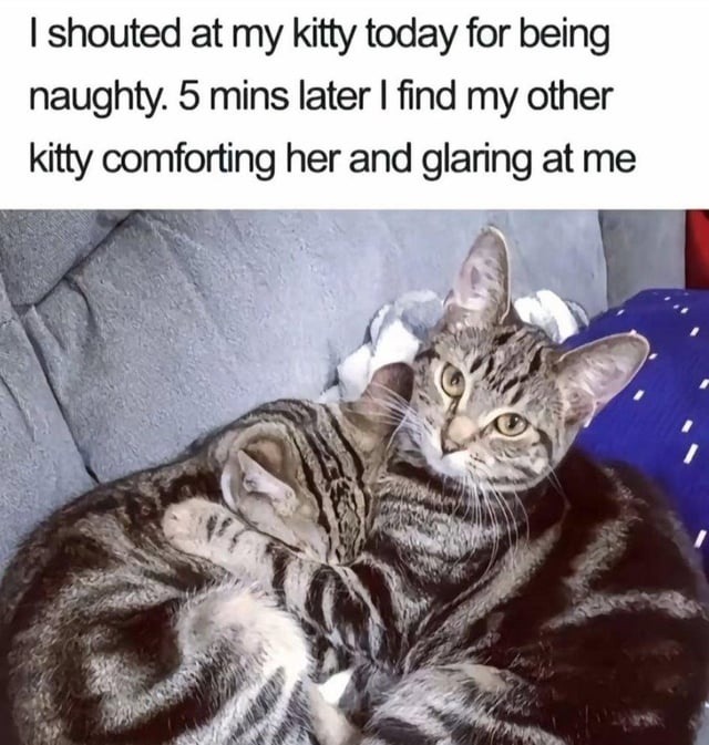 ﻿shouted at my kitty today for naughty: 5 mins later find my other kitty comforting her and glaring at me being