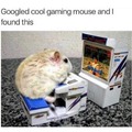 gamer hamster