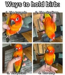 Yep another BIRB - meme