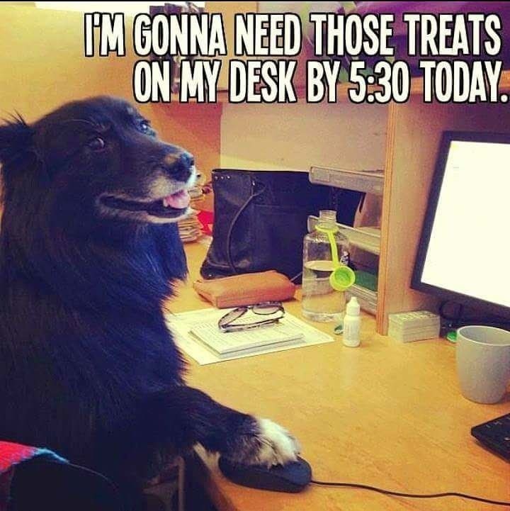 Or your fired - meme