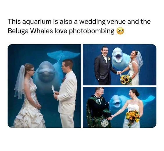 Wholesome beluga whale photobombing - meme