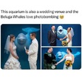 Wholesome beluga whale photobombing