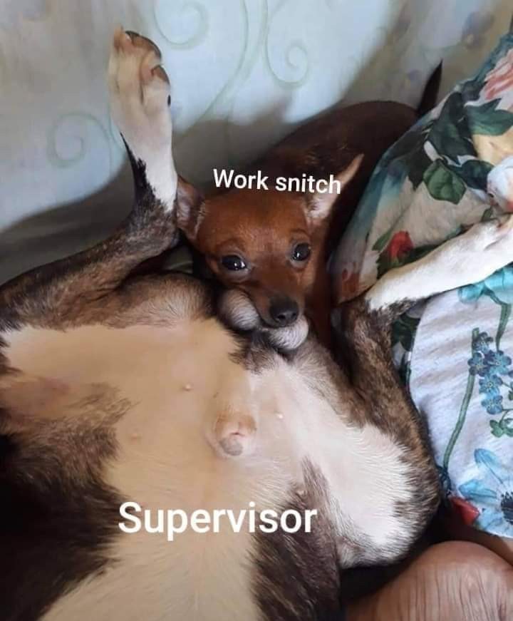Every job has them - meme