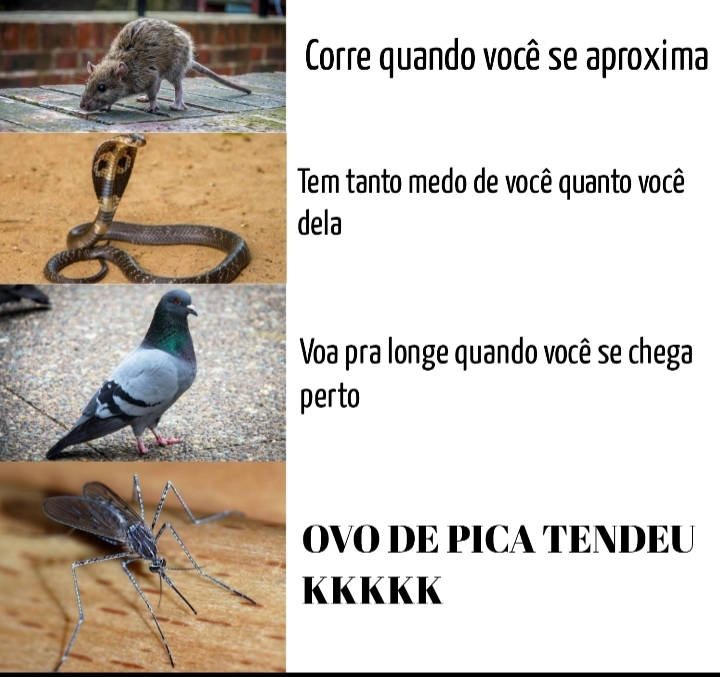 Qualquer erro de português é proposital(ou eu sou burro mesmo) - meme