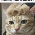 cat hairstyle