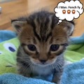 commented item thumbnail