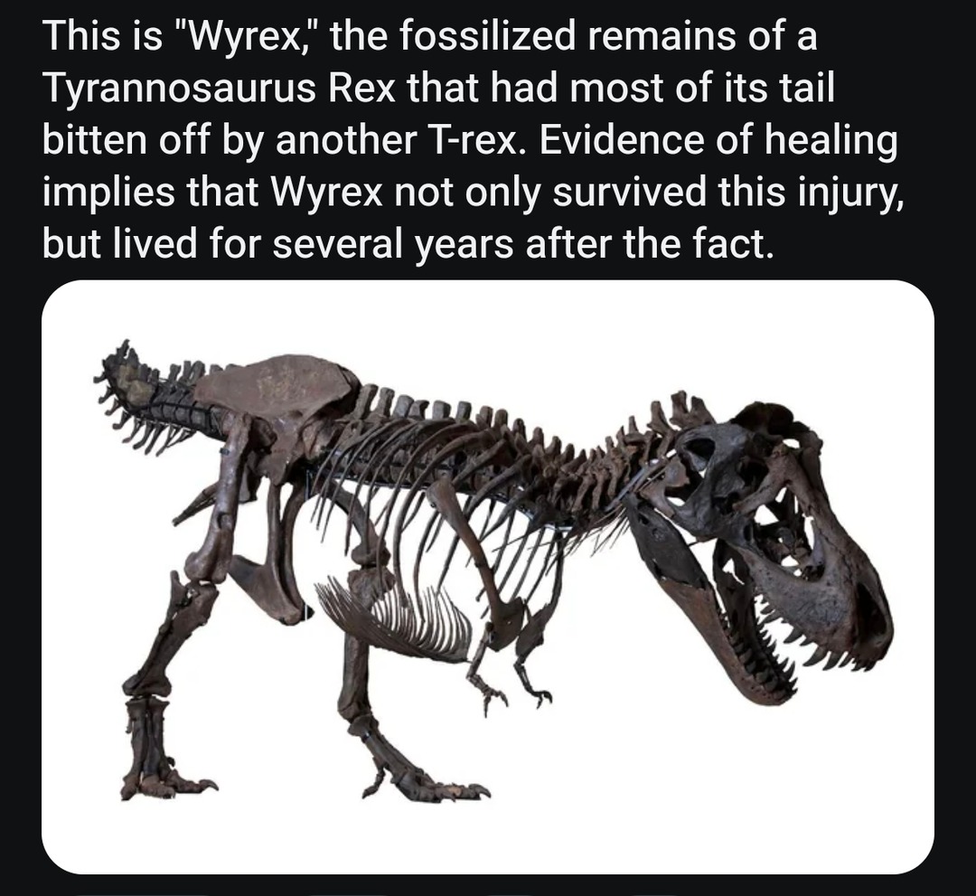 ﻿This is “Wyrex” the fossilized remains of a Tyrannosaurus Rex that had most of its tail bitten off by another T-rex. Evidence of healing implies that Wyrex not only survived this injury; but lived for several years after the fact.
