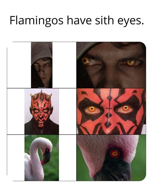 Flamingos have sith eyes - meme
