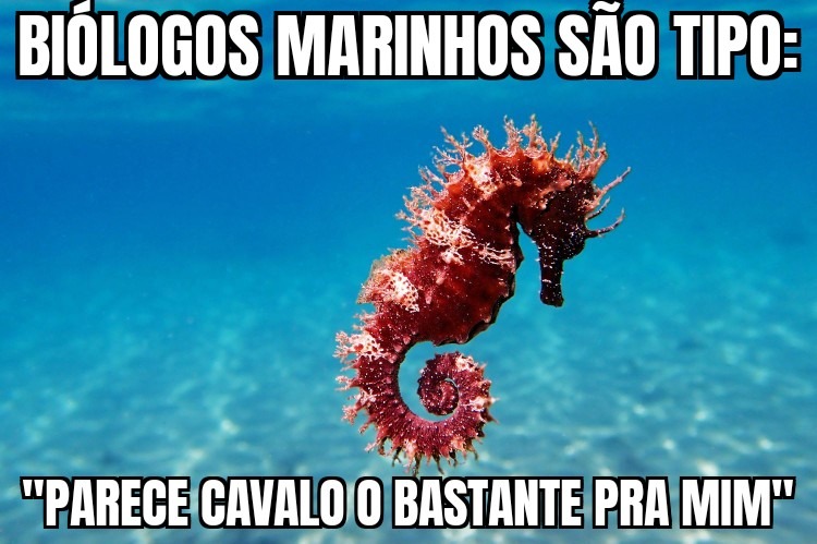 Saporra não parece um cavalo nem fudendo - meme