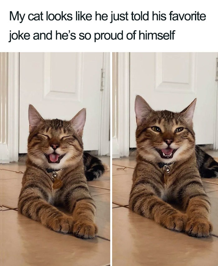 Cat jokes are funny - meme