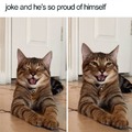 Cat jokes are funny
