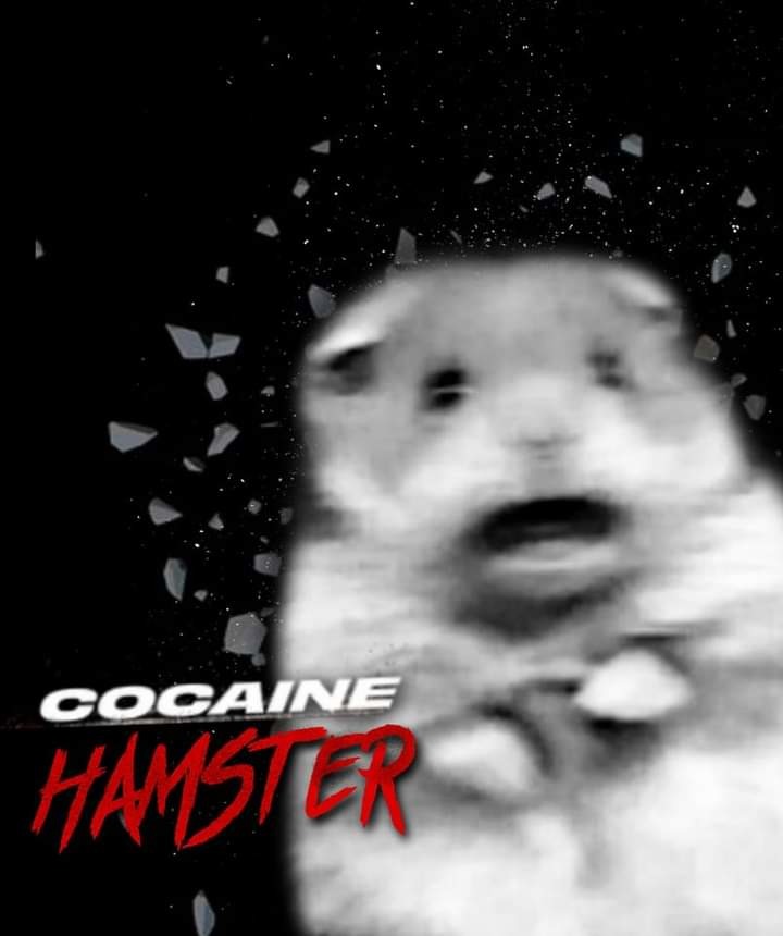 Cocaine hamster - meme
