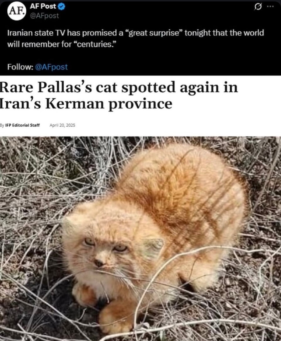 Iran said surprise for the centuries and dropped a cat - meme