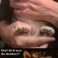 Epic cat claws