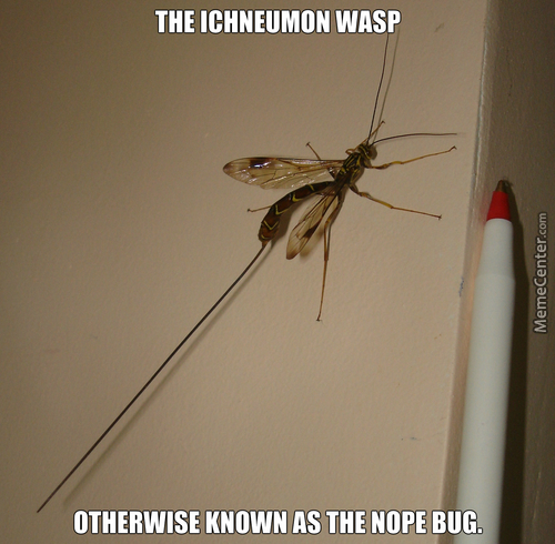 the size of that stinger! - meme
