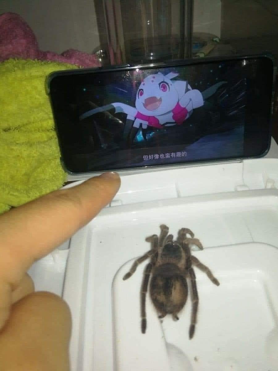 El anime de la araña kawaii - meme