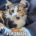 flirty cat