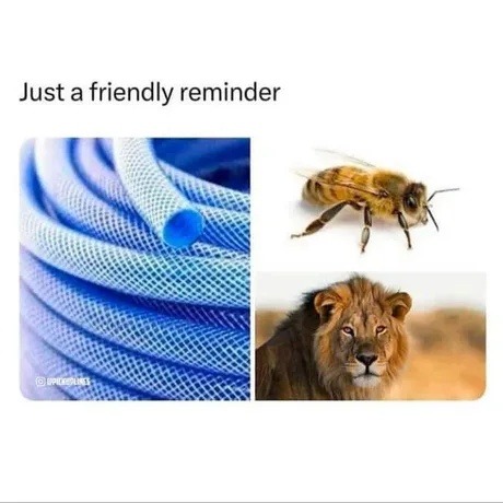 Just a friendly reminder that everything is chaos - meme