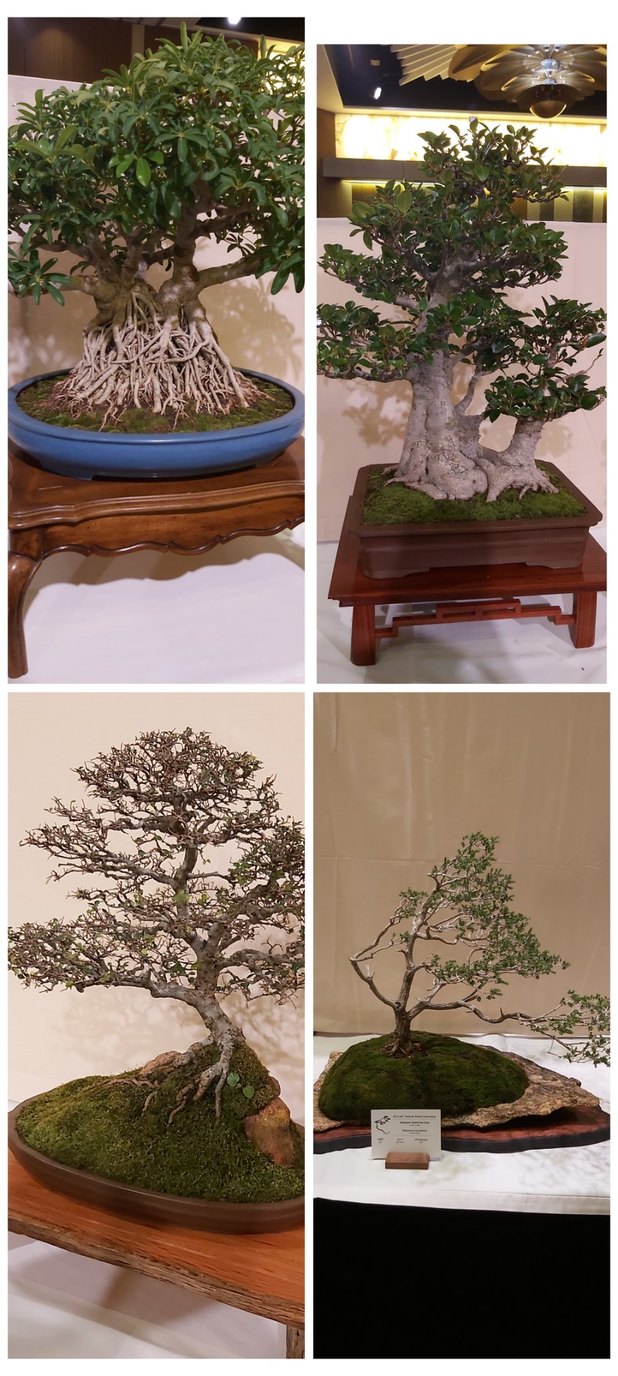 Just some cool bonsai in the middle of your August 1st - meme