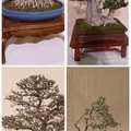 Just some cool bonsai in the middle of your August 1st