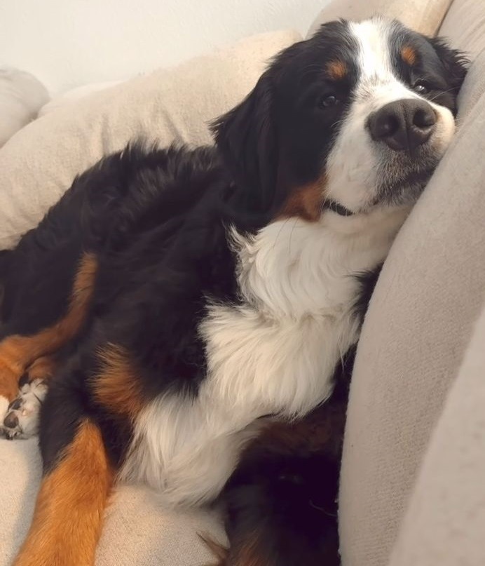 No meme, just a cute dog