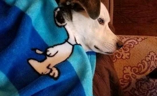 Snoopy - meme