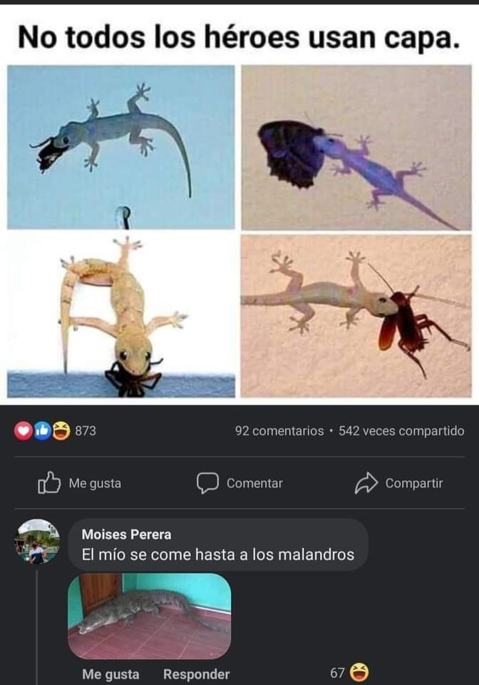 los que se comen a los malandros son los que toda LATAM necesita - meme