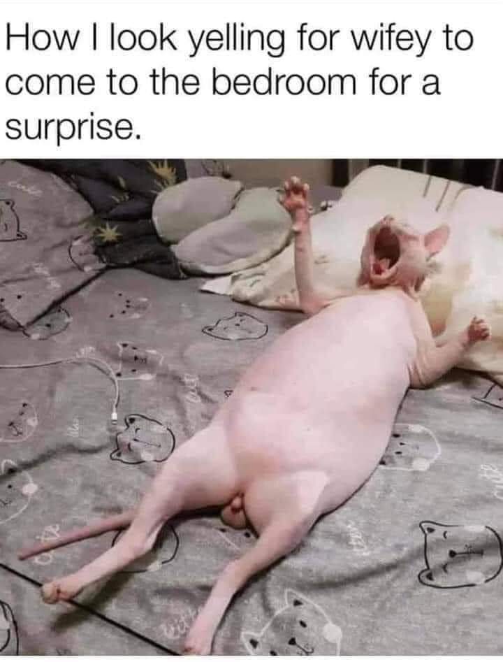 It's just an animal please don't ban me - meme