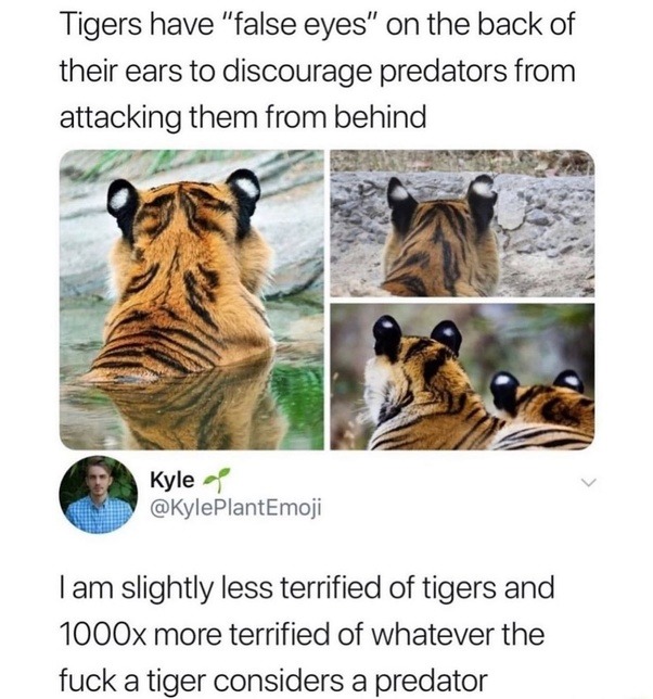 tf what is a animal that hunts tigers? (don't fucking tell poachers) - meme