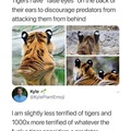 tf what is a animal that hunts tigers? (don't fucking tell poachers)