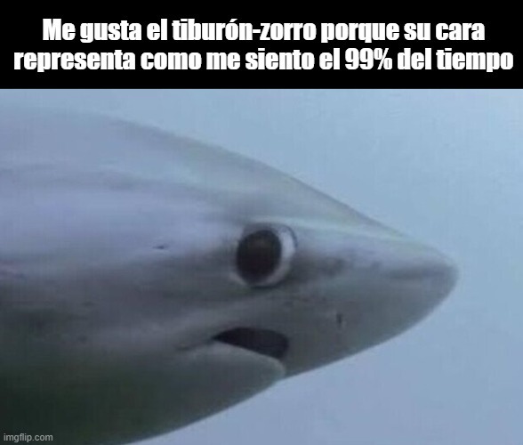 El tiburón zorro - meme