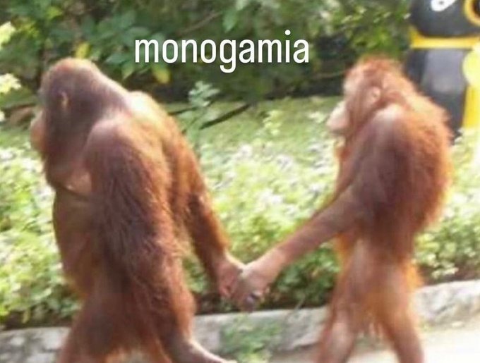 Meme de la monogamia