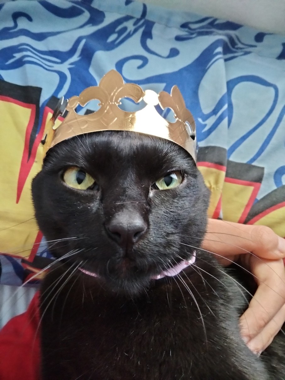 Se que no es un meme pero me hace gracia mi gata con una corona